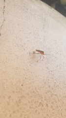 Anisoscelis foliaceus