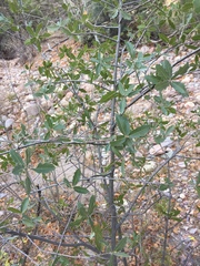 Quercus emoryi