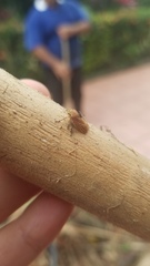 Aetalion reticulatum