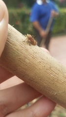 Aetalion reticulatum