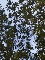 Amazona autumnalis