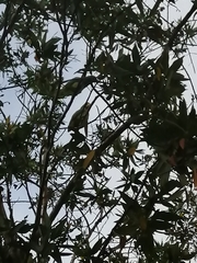 Amazona autumnalis