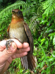 Clibanornis rubiginosus