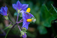 Solanum linnaeanum