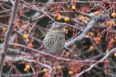 Haemorhous purpureus californicus