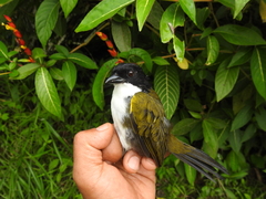 Arremon atricapillus