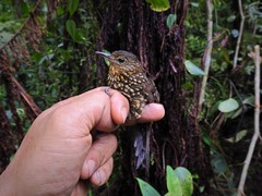 Premnoplex brunnescens