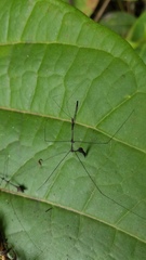 Ghilianella globulata