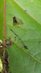 Ghilianella globulata