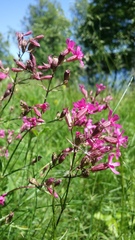 Viscaria vulgaris