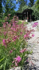 Viscaria vulgaris