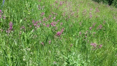 Viscaria vulgaris