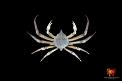 Doclea armata