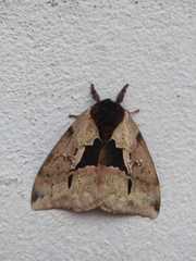 Dirphiopsis multicolor