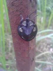 Mesomphalia sublaevis