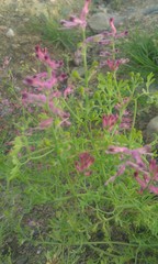 Fumaria officinalis