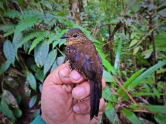 Premnoplex brunnescens