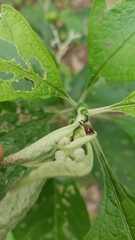 Enchenopa squamigera