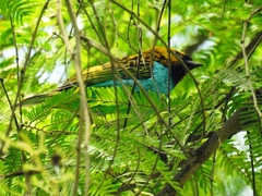 Tangara cyanoventris