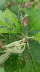 Enchenopa squamigera