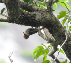 Lepidocolaptes squamatus