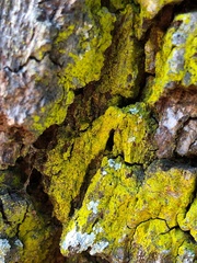 Chrysothrix insulizans