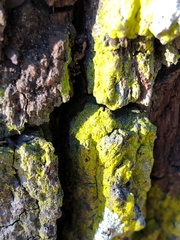 Chrysothrix insulizans