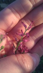 Fumaria officinalis