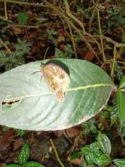 Dasyophthalma creusa