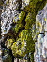 Chrysothrix insulizans