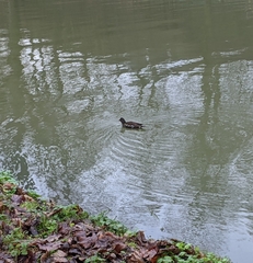 Gallinula chloropus