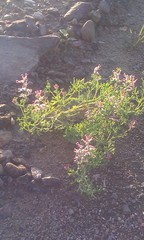 Fumaria officinalis