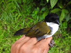 Arremon atricapillus