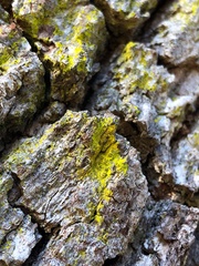 Chrysothrix insulizans