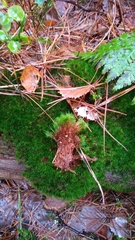 Campylopus flexuosus