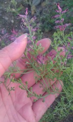 Fumaria officinalis