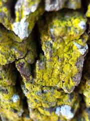 Chrysothrix insulizans