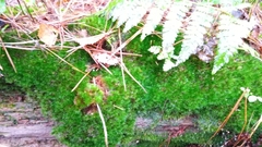 Campylopus flexuosus