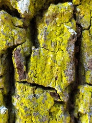 Chrysothrix insulizans