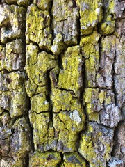 Chrysothrix insulizans