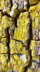 Chrysothrix insulizans