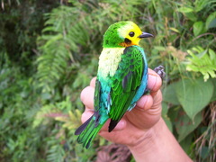 Chlorochrysa nitidissima