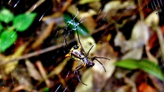 Micrathena sanctispiritus
