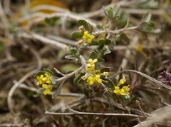 Odontarrhena tortuosa