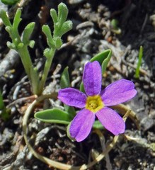 Primula angustifolia