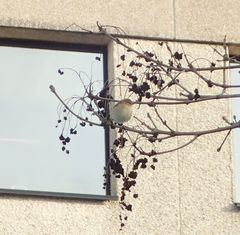 Phylloscopus collybita