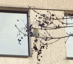 Phylloscopus collybita