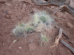 Opuntia trichophora
