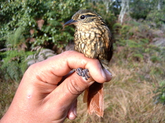 Premnornis guttuliger
