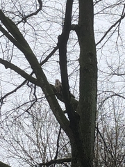 Buteo buteo